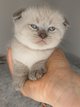 British et scottish shorthair