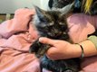 Main coon