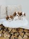 Superbe portée de Cavalier King Charles