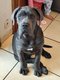 Chiot cane corso