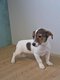 Jack Russel