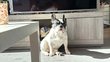 Bouledogue mâle de 9 ans à donner