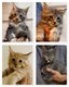 Magnifiques chatons Maine Coon disponible de suite