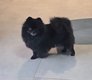 Femelle Spitz nain à replacer 🐾