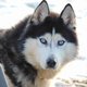 Chiot Husky Sibérien à vendre Elevage familial