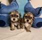 Magnifiques chiots bichons havanais