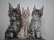 Main coon