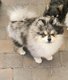 Spitz Loulou pomeranie
