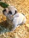 Bouledogue français ⭐️