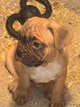 Bouledogue français ⭐️