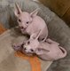 Sphynx chaton disponible a la revervation