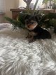 Jolie chiots Yorkshire