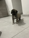 Kangal berger d'anatolie