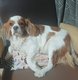 Lisie, cavalier king Charles 5 ans