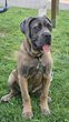 Iris, cane corso 7 mois