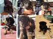 Chiots berger allemand poil long tête noir dos...