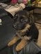 Chiots berger allemand poil long tête noir dos...