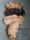 Magnifiques chiots Shar-Peï