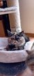 Un doux chat exotique pour vous