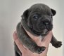2 Bouledogue Français ( 1 mâle et 1 femelle )