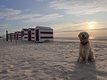 Golden retriever mâle 2 ans