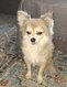 Chihuahua à donner