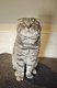 Scottish fold adulte