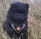 Chiot Loulou de Poméranie