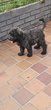 Bouvier des Flandres
