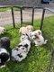 Chiots Berger Australien