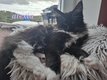 Maine coon