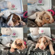 Magnifiques chiots Bergers Australiens