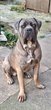 Magnifique chiots cane corso