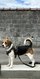🐶Ténor, jeune Beagle mâle entier d un an