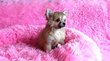 Magnifique femelle chiot chihuahua