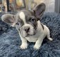 Chiot bouledogue français