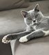 British shorthair