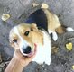 Corgi adulte femelle 3 ans