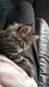Chaton Maine coon