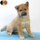 Magnifiques chiots Shiba Inu à vendre