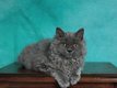 Exceptionnel mâle Selkirk Rex longhair bleu