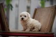 Bichon Maltais chiots , elevage 100% Belge