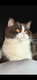 Male british shorthair chocolat et blanc