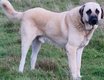 Bergers d'anatolies, Kangal male et femelle