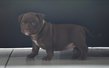 Chiots American Bully pocket