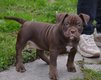 Chiots American Bully pocket