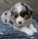Adorables bergers australiens pedigree saint...