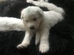 ❤️adorables chiots Bergers Blancs Suisses...