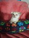 Jeune chihuahua - poils mi-longs
