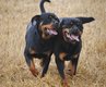 Rottweiler Réservations ouvertes
